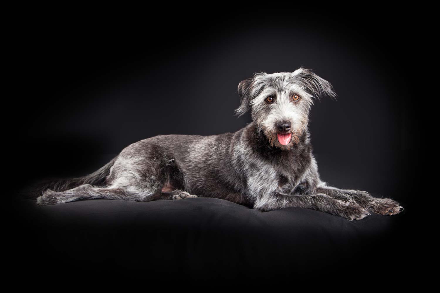 Bild vom Hundefotograf: Grauer Hund im Fotostudio