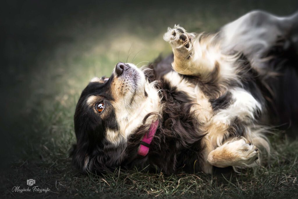 Hundefotografie von einem liegenden Hund