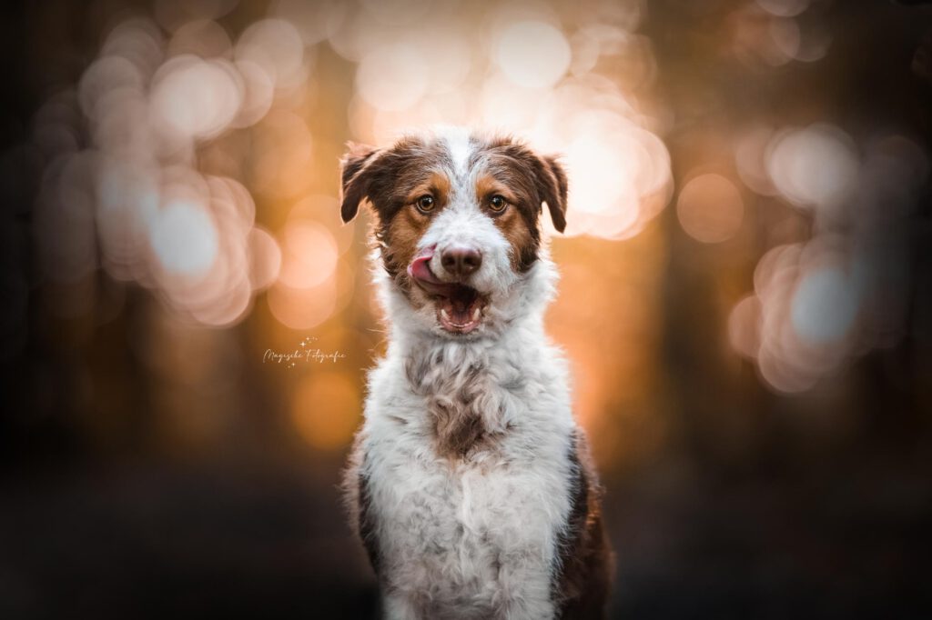 Hundefotografie Portrait von Hund mit Zunge