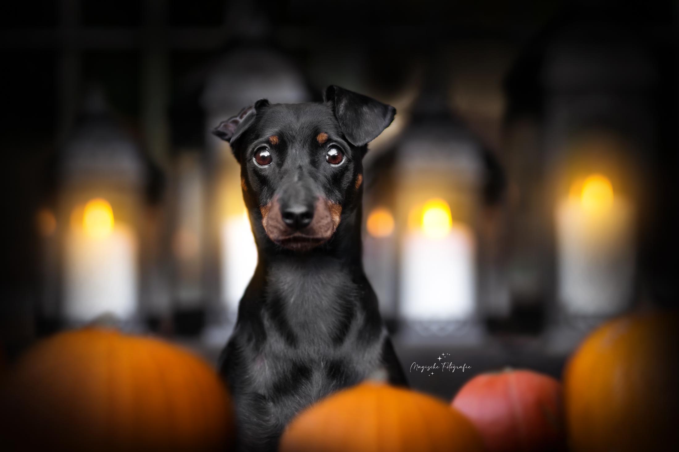 Halloween Hundefotografie von einem Pinscher vor Laternen