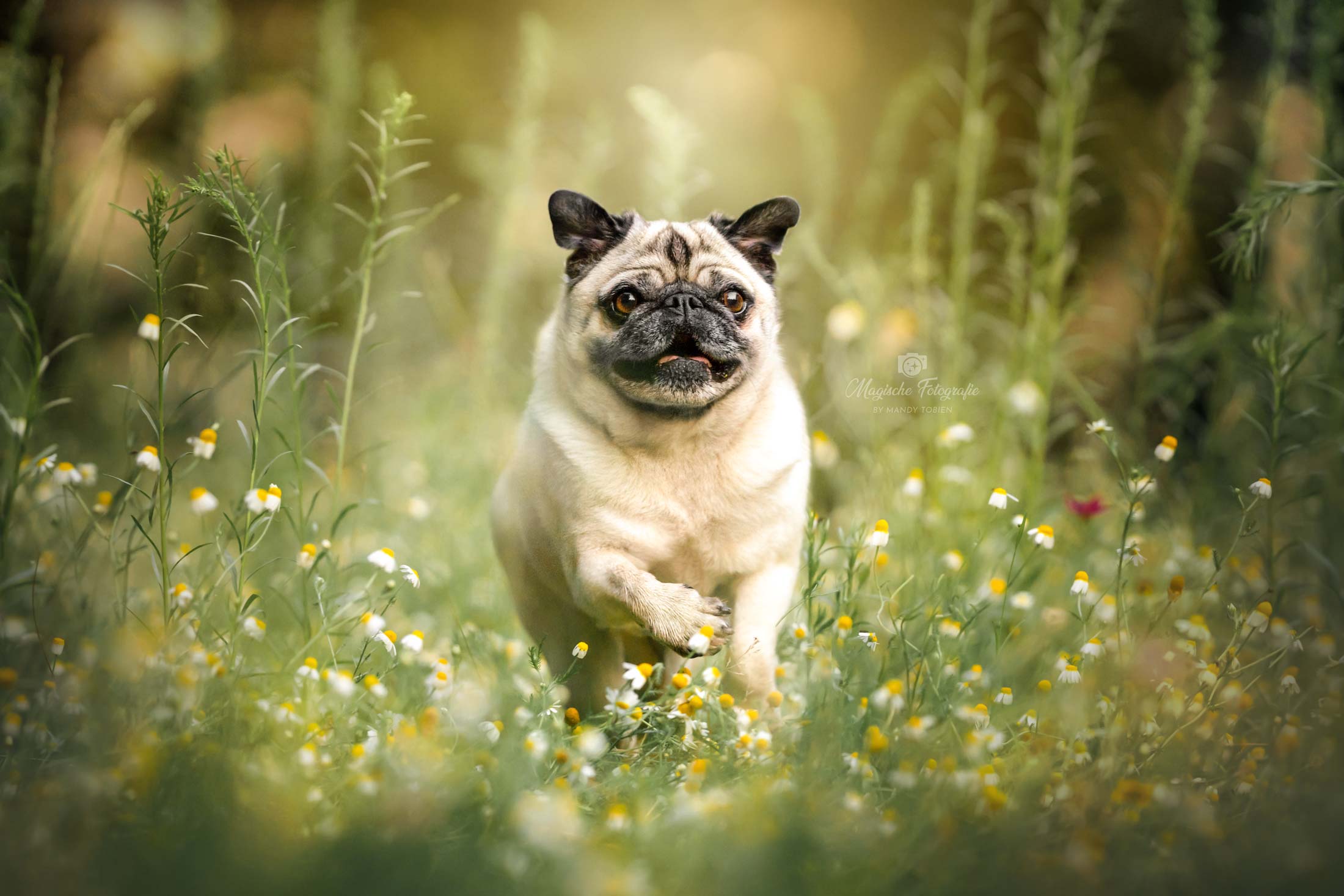 Hundefotografie von einem Mops der über eine Blumenwiese läuft