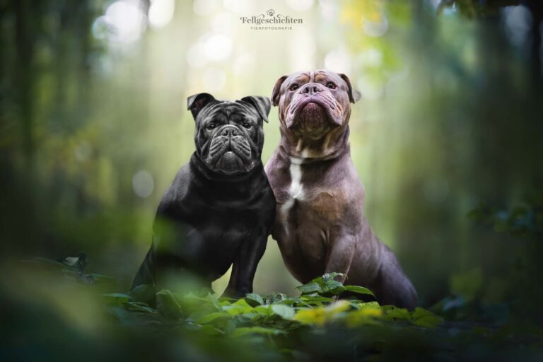 Bild vom Hundefotograf zwei englischer Bulldoggen im Wald