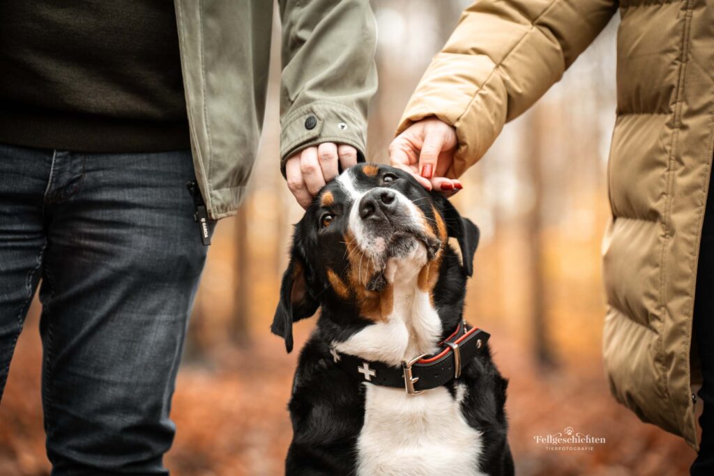 Großer Schweizer Sennenhund wird von zwei Händen gestreichelt