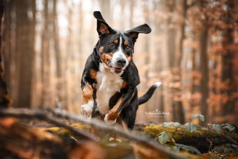 Großer Schweizer Sennenhund springt über einen Baumstamm