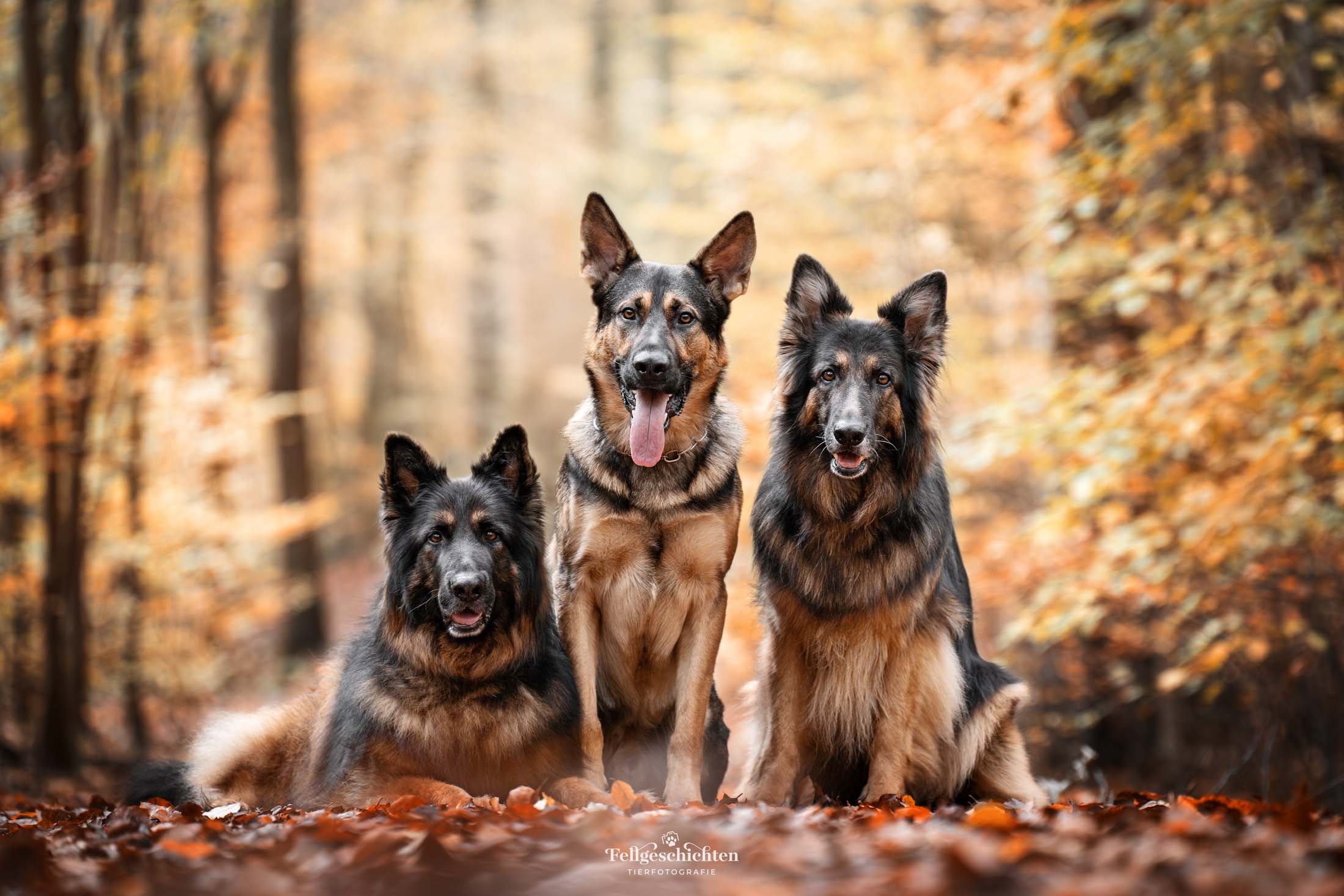 Drei Schäferhunde im herbstlichen Wald