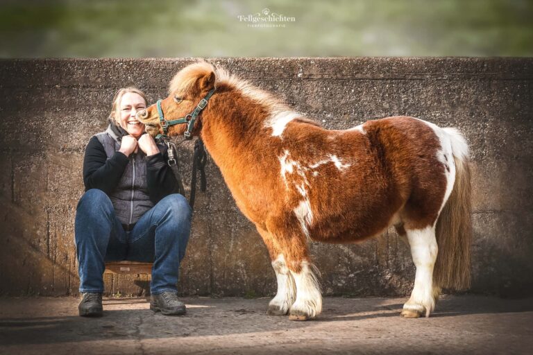 Shetland Pony und eine Frau die daneben auf einem Hocker sitzt