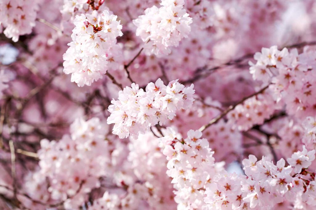 Saisonkalender für Kirschblüte