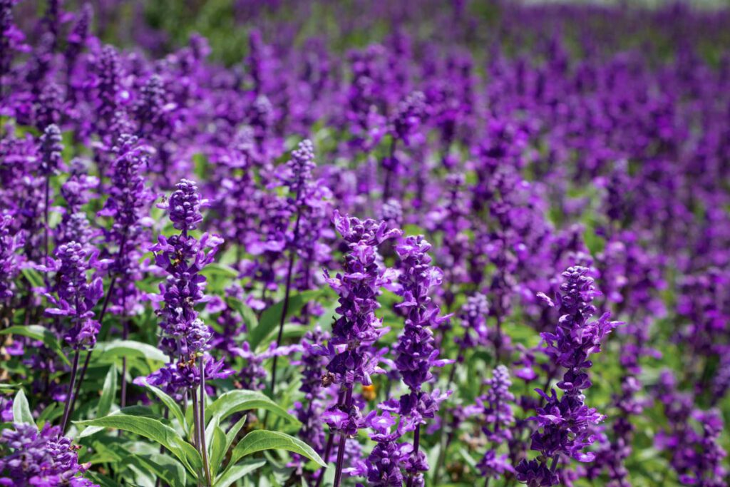 Saisonkalender für Lavendel