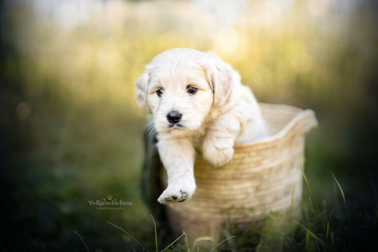 Goldendoodle Welpe springt aus einem Korb
