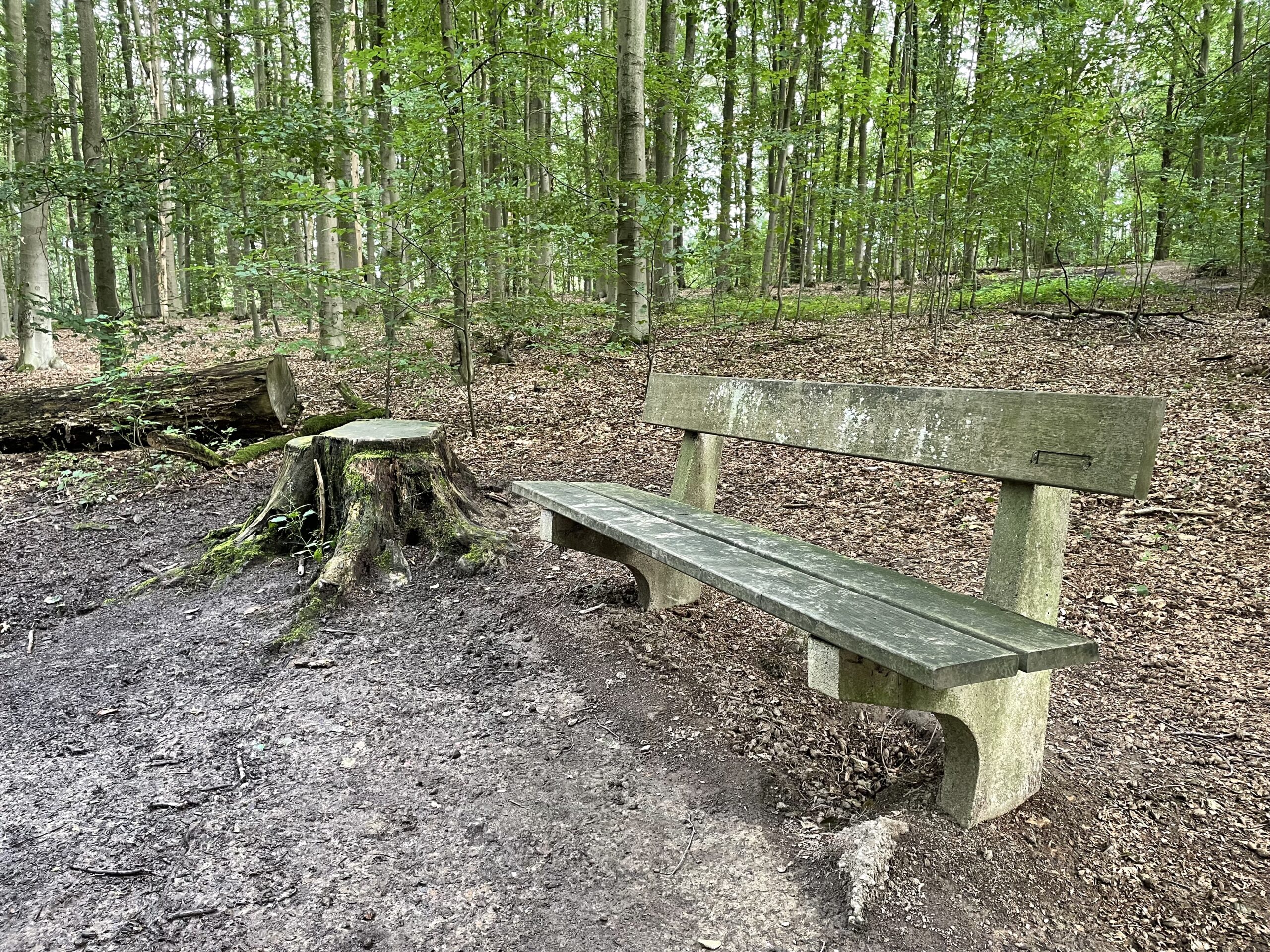 Eine Bank im Wald