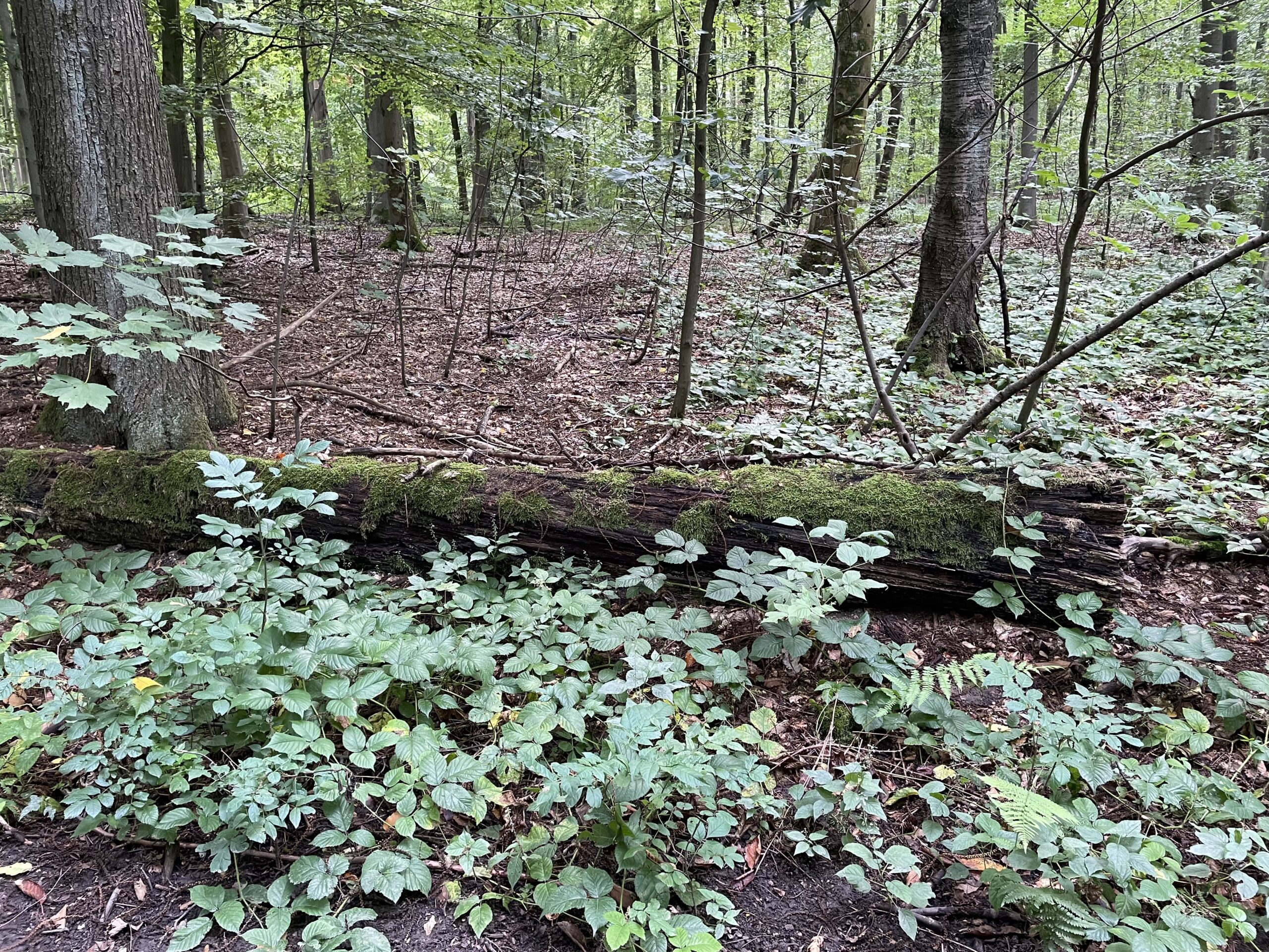Ein Wald mit Baumstamm und Grün