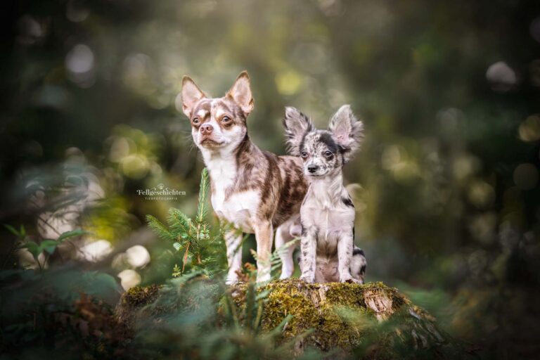 Zwei Chihuahuas auf einem Baumstumpf