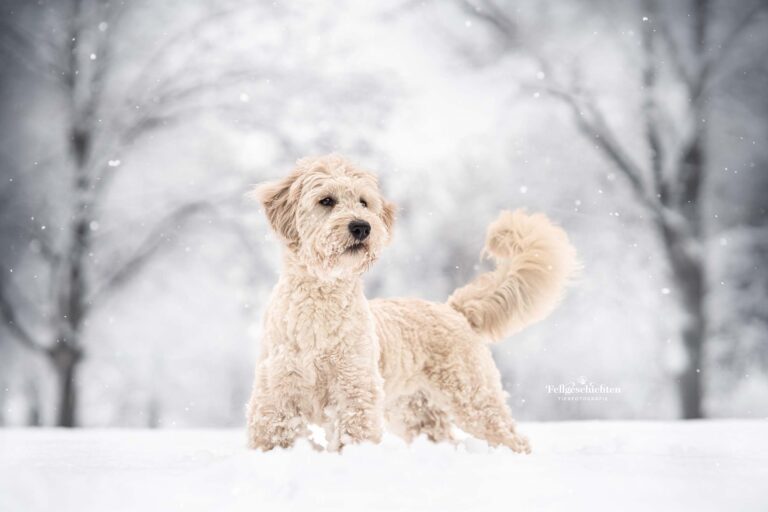 Goldendoodle im Schnee
