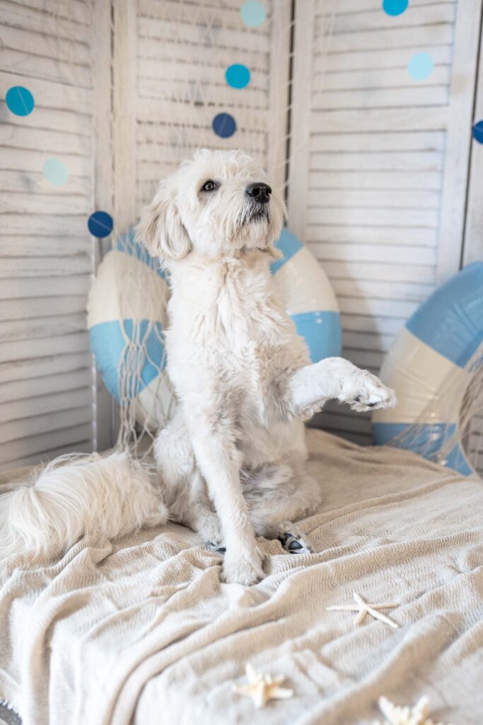 Weißer Hund in Strandfeeling Set fotografiert