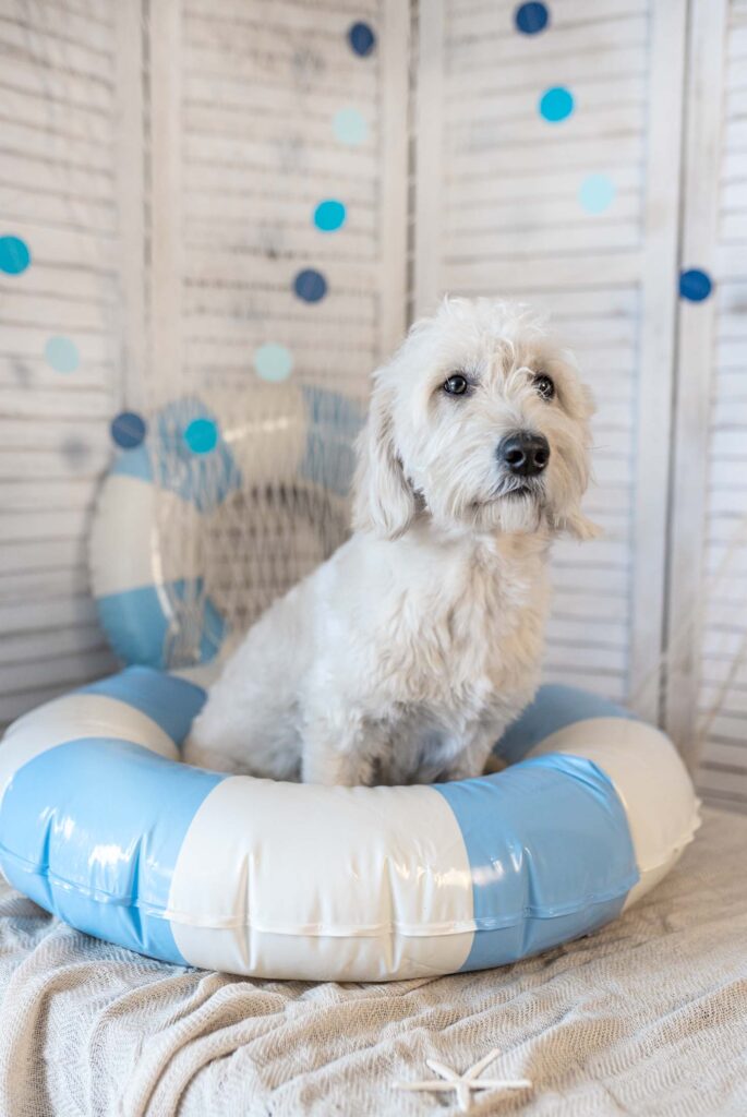 Weißer Hund in Strandfeeling Set fotografiert