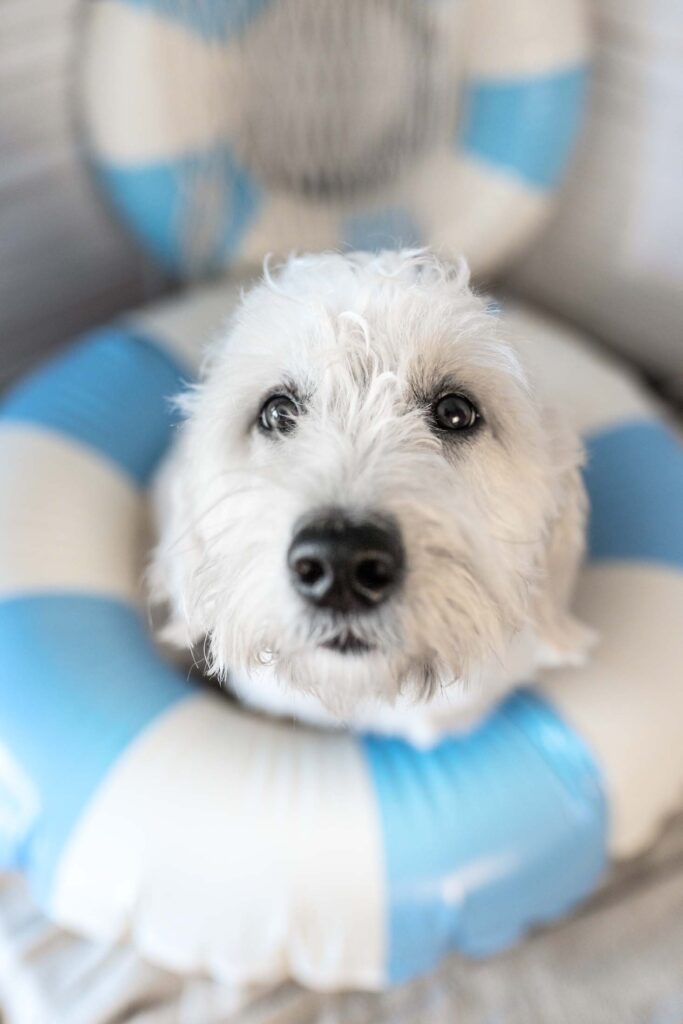 Weißer Hund in Strandfeeling Set fotografiert