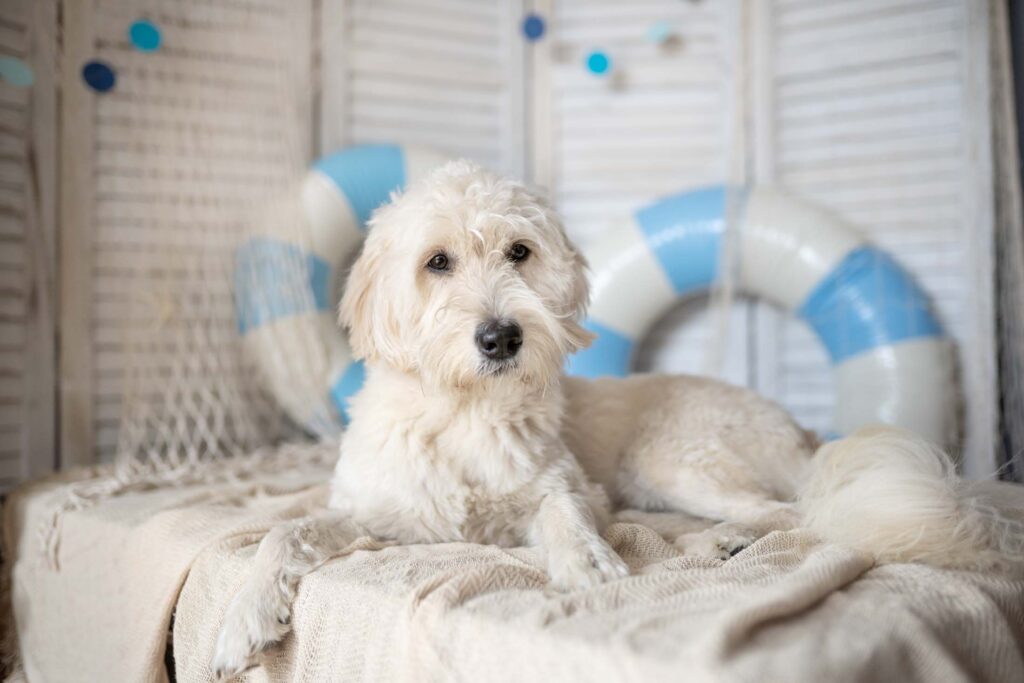 Weißer Hund in Strandfeeling Set fotografiert