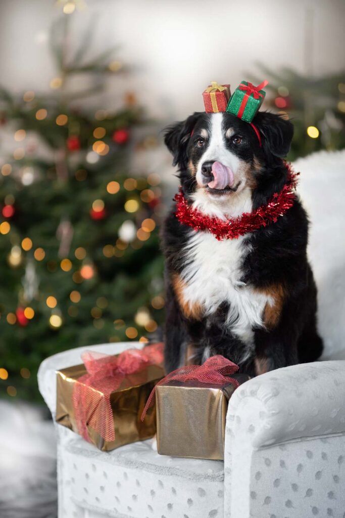 Hund sitzt auf Sessel vor Geschenken