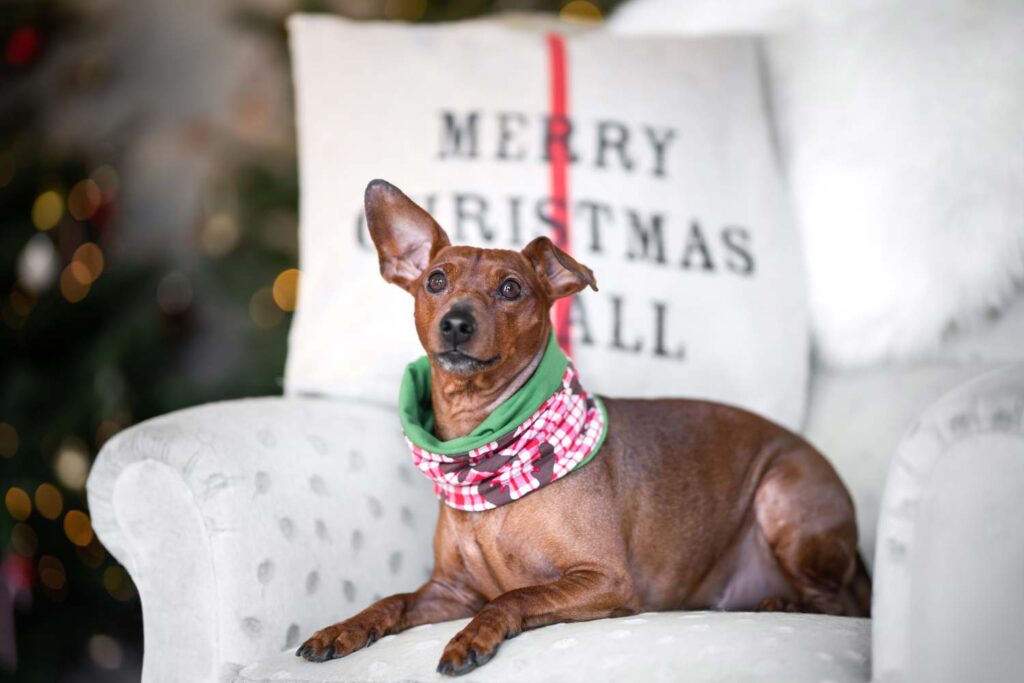 Hund liegt auf Sofa vor Weihnachtskissen