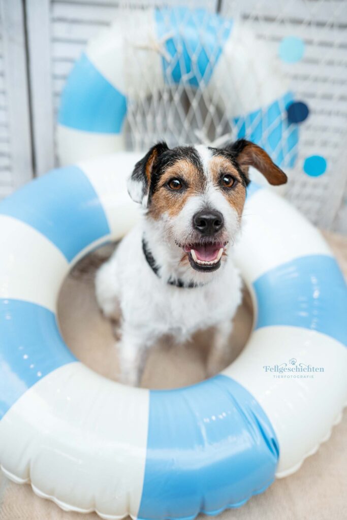 Jack Russell Terrier sitzt in blau weißem Schwimmring