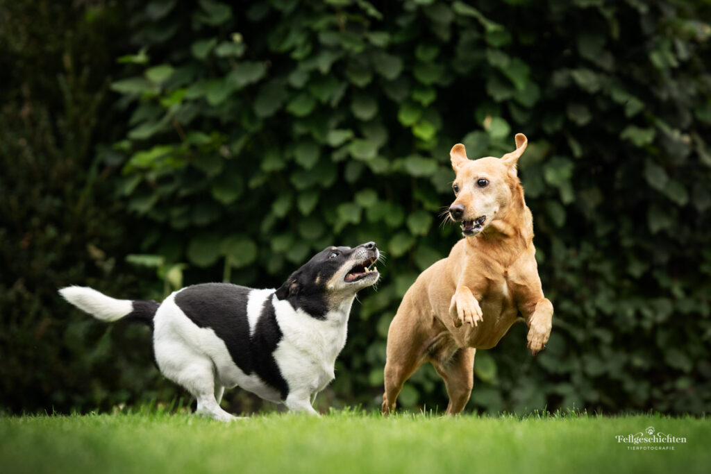 Zwei Hunde spielen miteinander