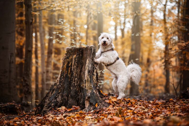 Hund steht mit den Vorderpfoten an einem Baumstamm