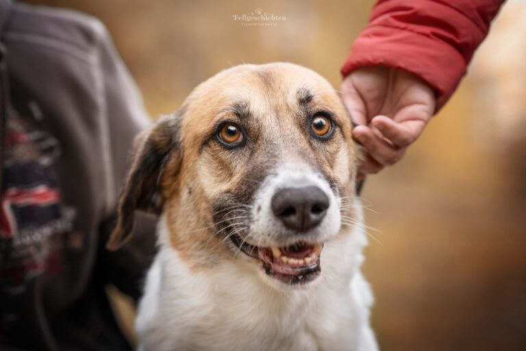 Porträt von einem Hund der gestreichelt wird