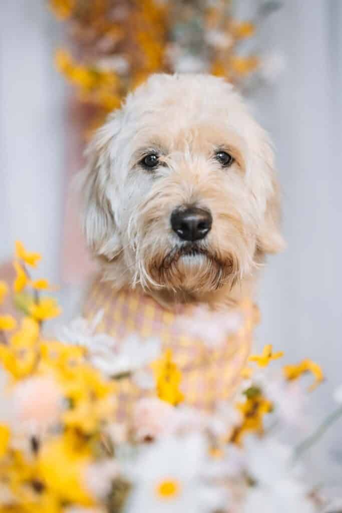 Hund im Frühlingszauber Fotoset