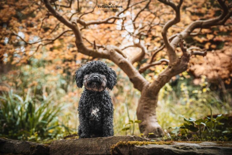 Schwarzer Bolonka Zwetna sitzt unter einem kleinen Baum mit gewundenen Ästen