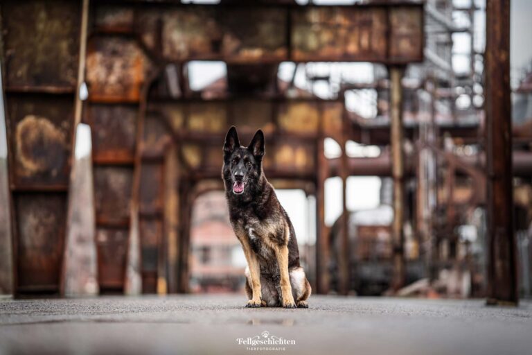 Schäferhund sitzt vor einer alten Industrie Kulisse