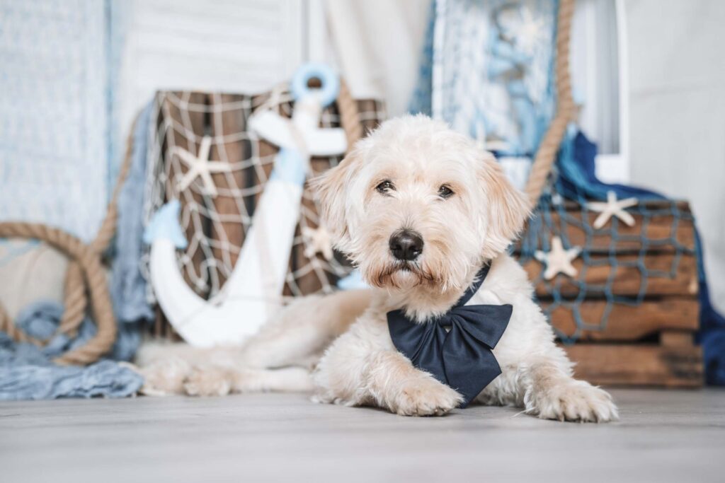 Weißer Goldendoodle im maritimen Fotoset Hund Ahoi