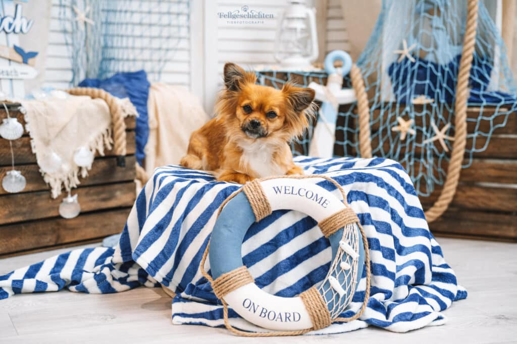 Hund liegt im maritimen Fotoset Hund Ahoi