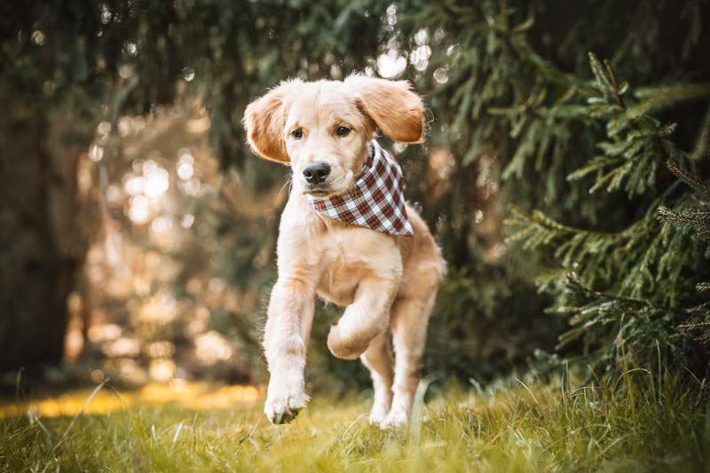 Golden Retriever Welpe rennt über Wiese. Beispiel Bildbearbeitung fertiges Bild