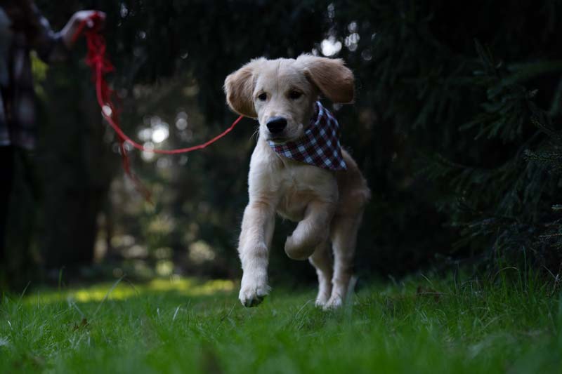Golden Retriever Welpe rennt über Wiese. Beispiel RAW Bild ohne Bearbeitung