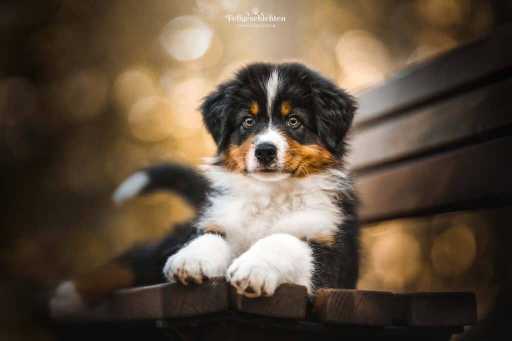 Ein Australian Shepherd Welpe liegt auf einer Bank