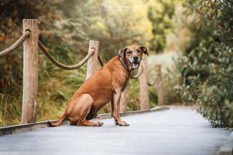 Rhodesian Ridgeback sitzt auf einem Steg