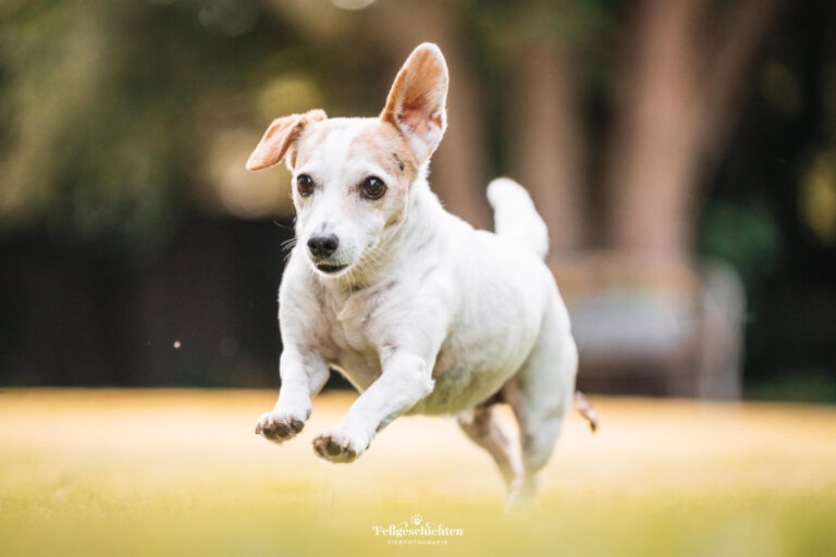 Ein Jack Russell Terrier rennt über eine Wiese