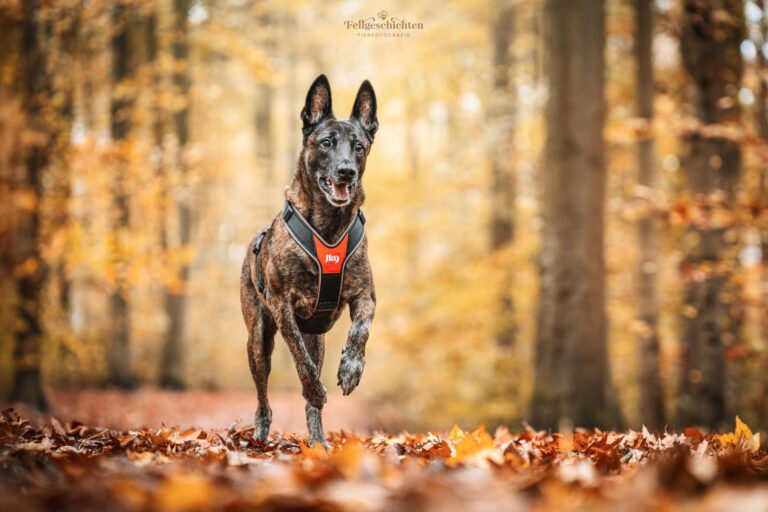 Ein Hund rennt durch den herbstlichen Wald
