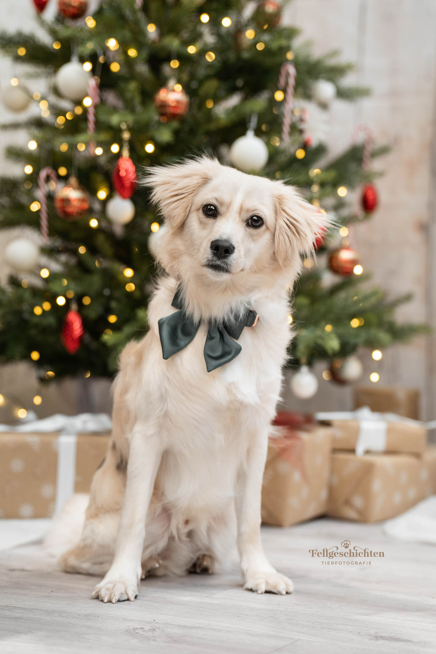Berger De Pyrenees Mischlingshund in weihnachtlichem Fotoset
