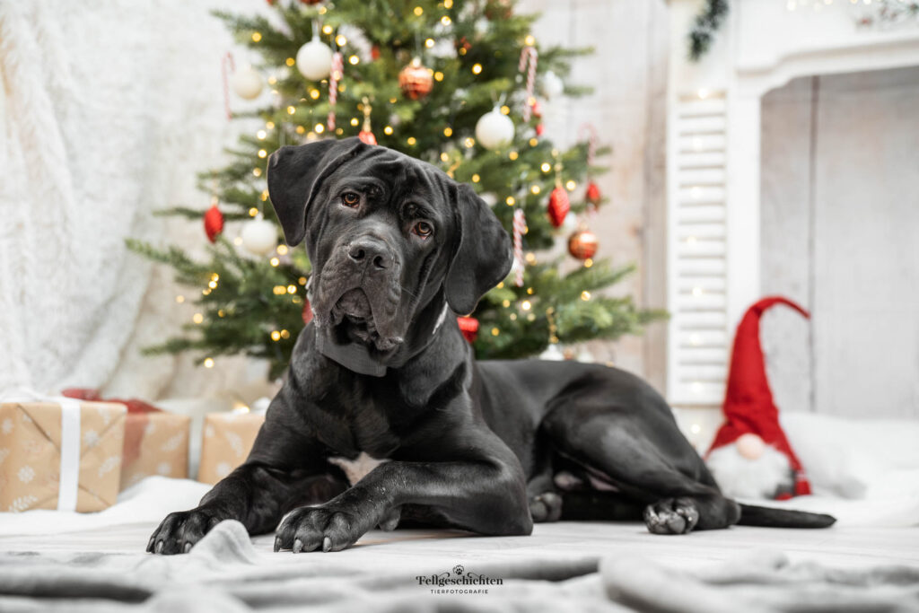 Cane Corso in weihnachtlichem Fotoset