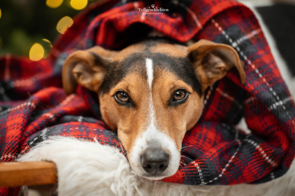Jack Russell Terrier in weihnachtlichem Fotoset