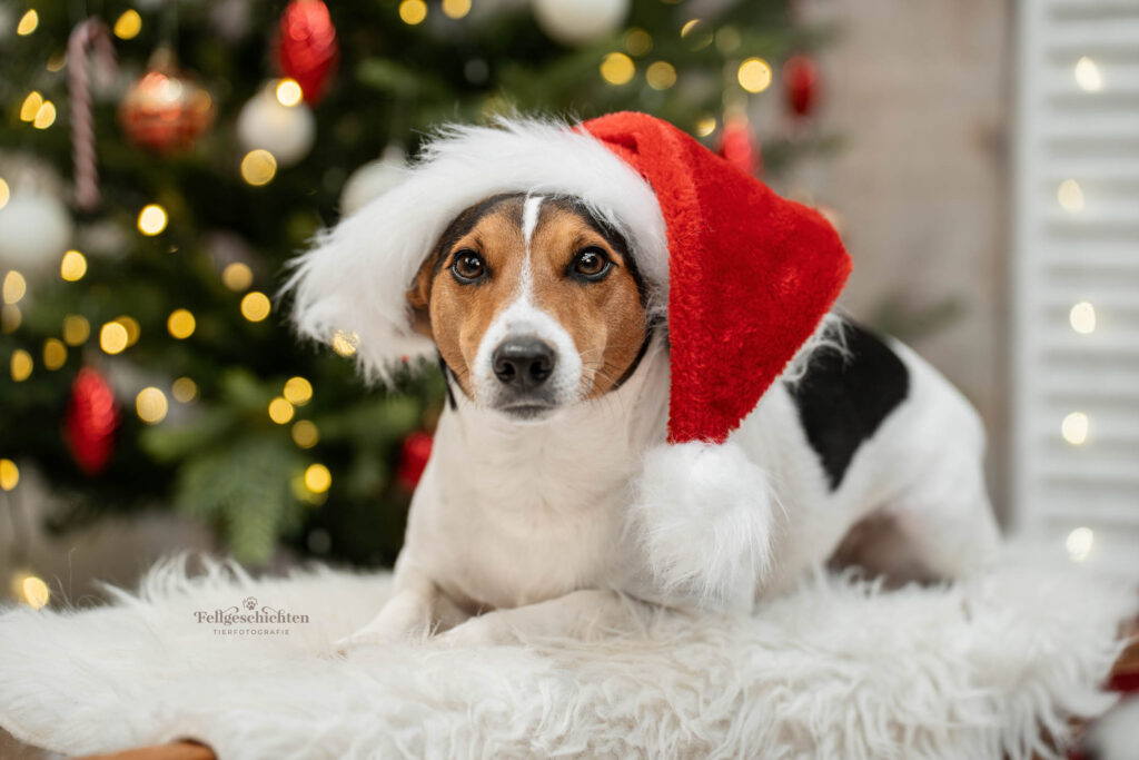 Jack Russell Terrier in weihnachtlichem Fotoset