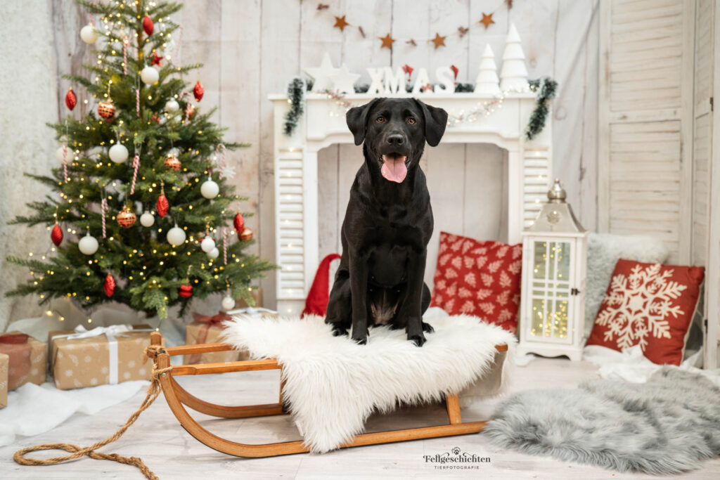 Labrador Hund in weihnachtlichem Fotoset
