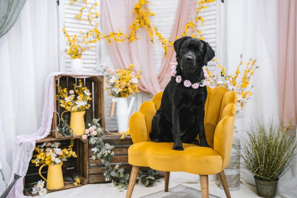 Hund im Frühlingszauber Fotoset